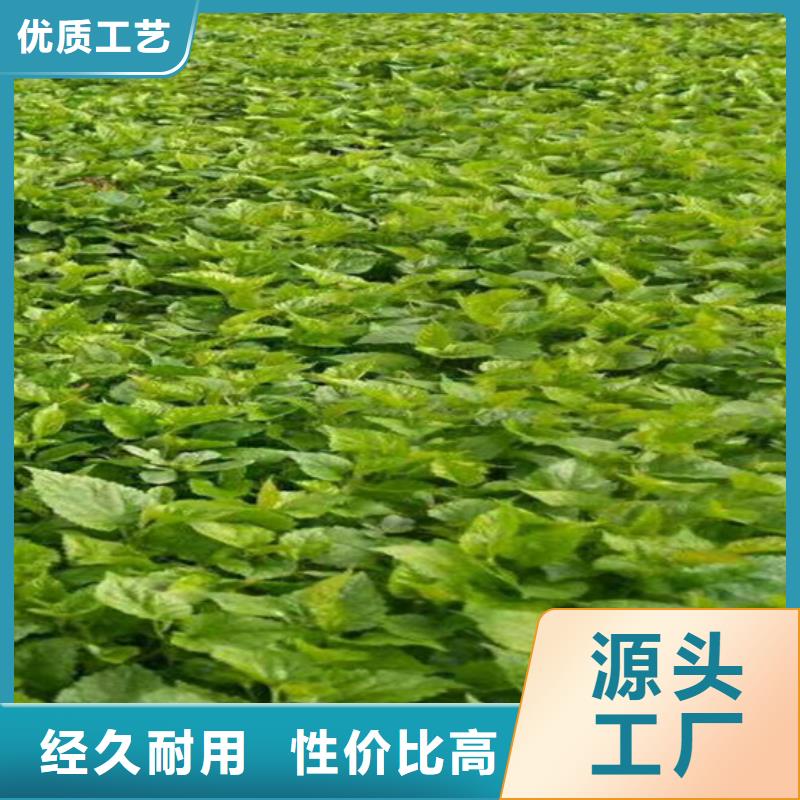 猕猴桃_樱桃苗质检合格发货