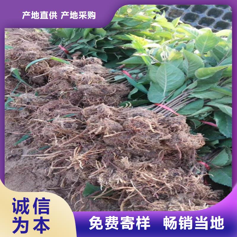 猕猴桃西瓜苗层层质检