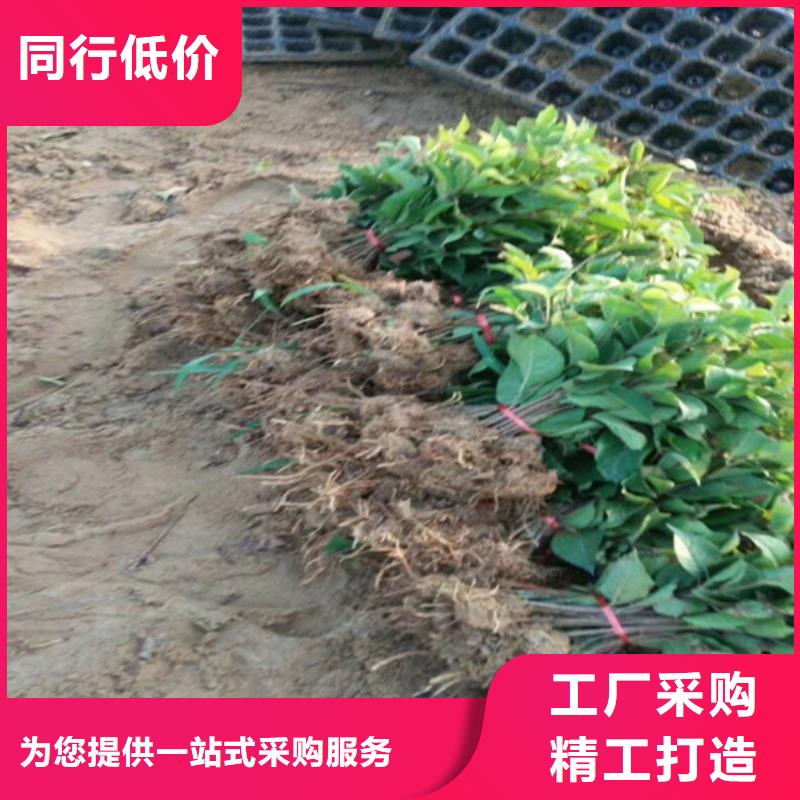 猕猴桃樱桃苗生产型