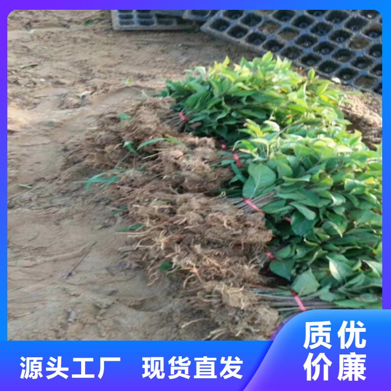 猕猴桃【苹果苗】一件也发货
