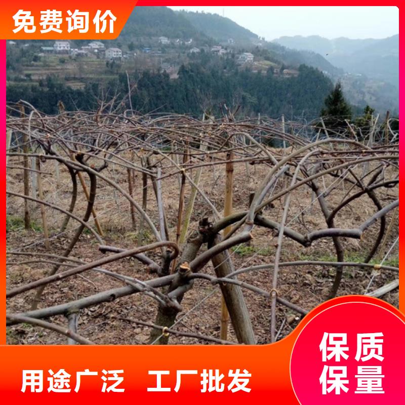 猕猴桃,桃树苗层层质检