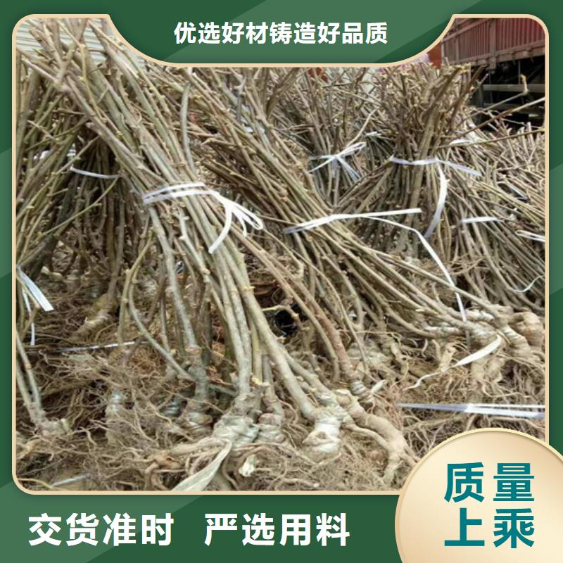 猕猴桃无花果苗厂家技术完善