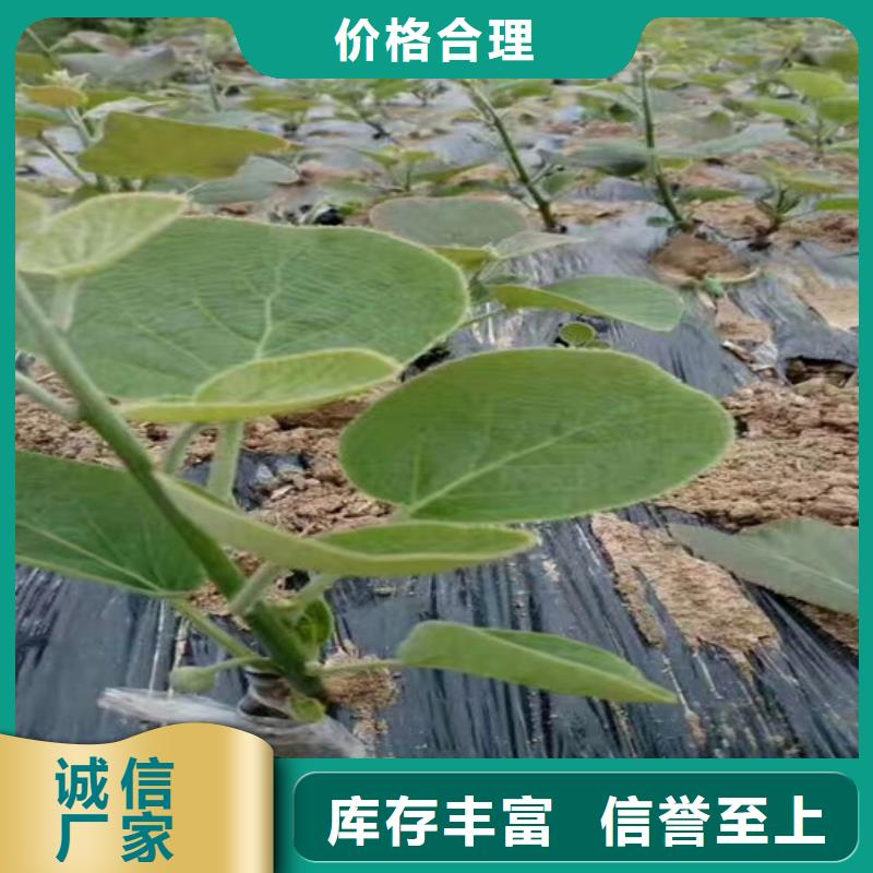 【猕猴桃葡萄苗品质过硬】