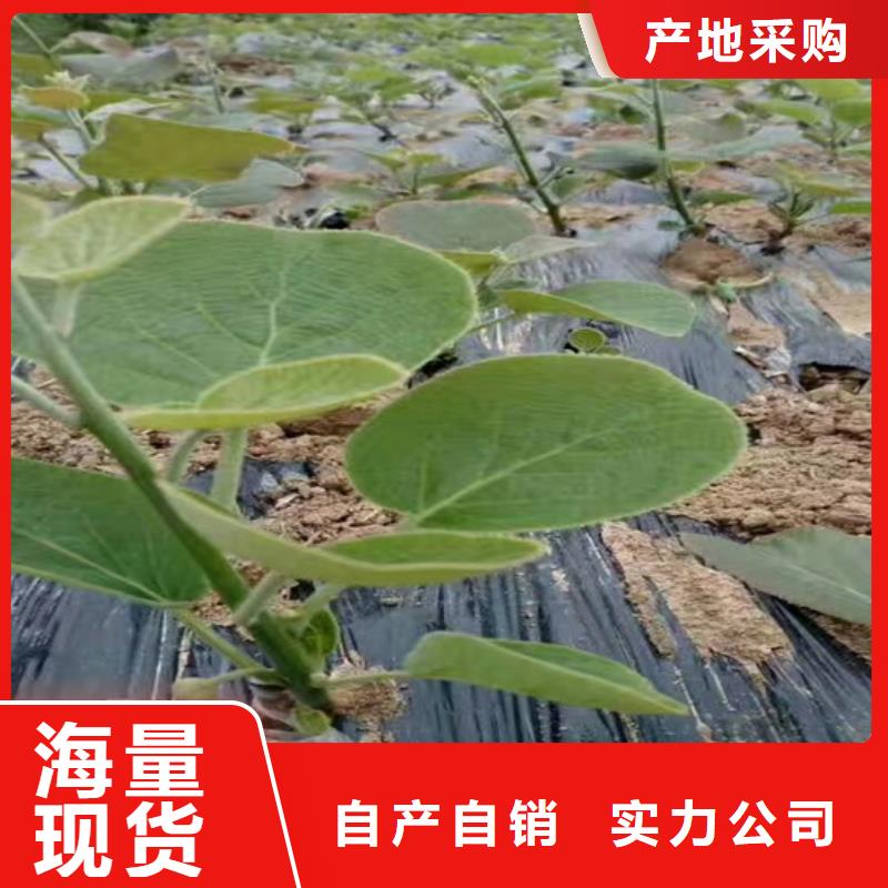 【猕猴桃】樱桃苗常年出售