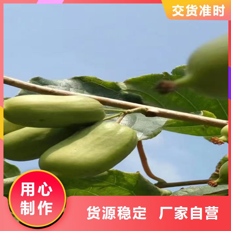 【猕猴桃】樱桃苗常年出售