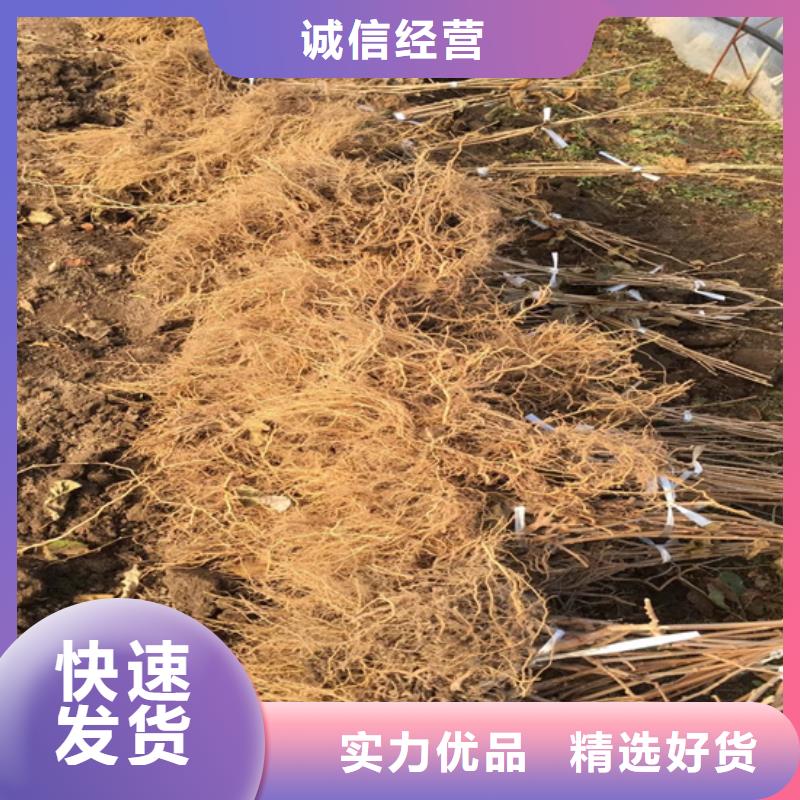 猕猴桃石榴苗厂家直销省心省钱