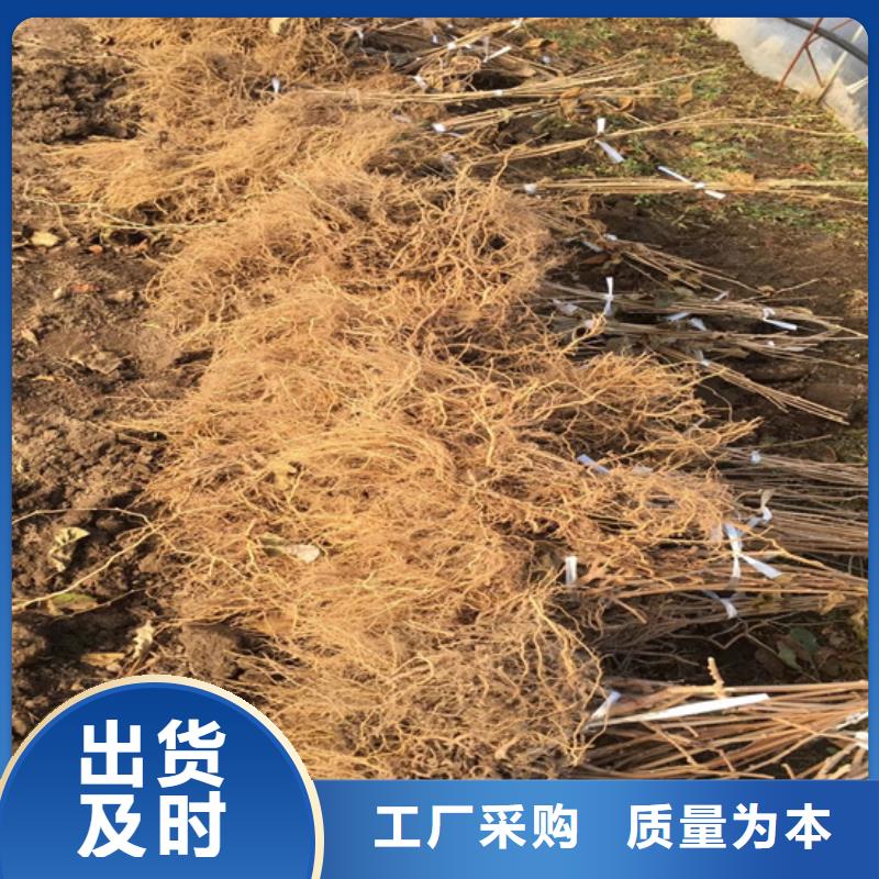 猕猴桃,石榴树资质认证