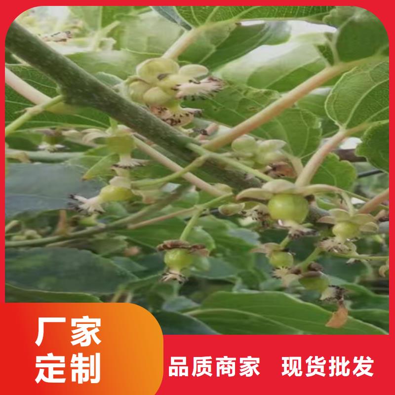 猕猴桃西瓜苗层层质检