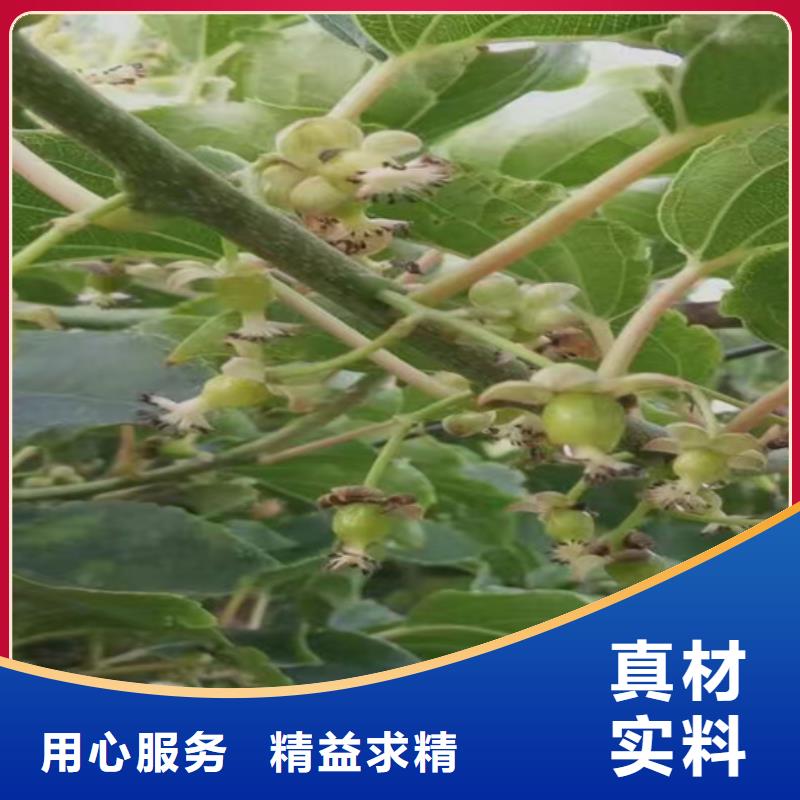 猕猴桃苹果苗质优价廉