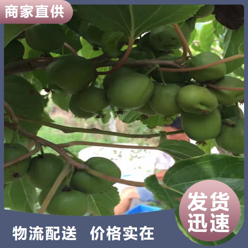 【猕猴桃】蓝莓苗有实力有经验