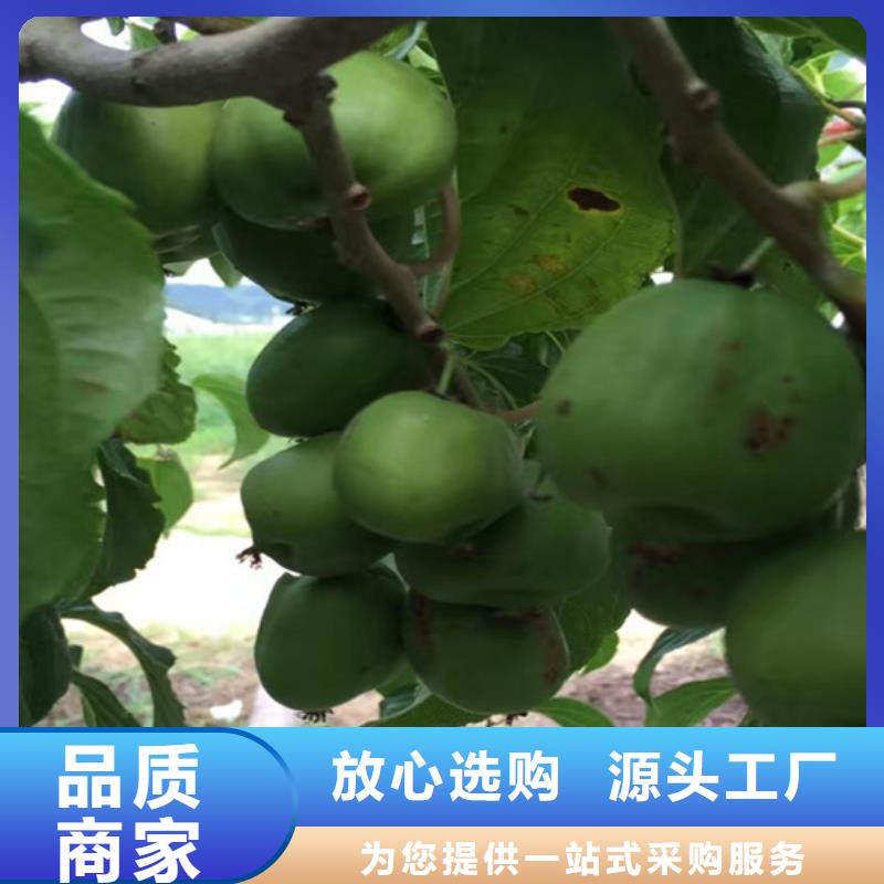 【猕猴桃】桃树苗快捷的物流配送