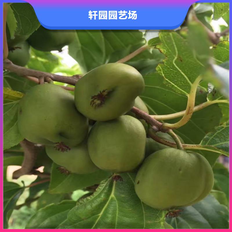 猕猴桃【西瓜苗】交货准时