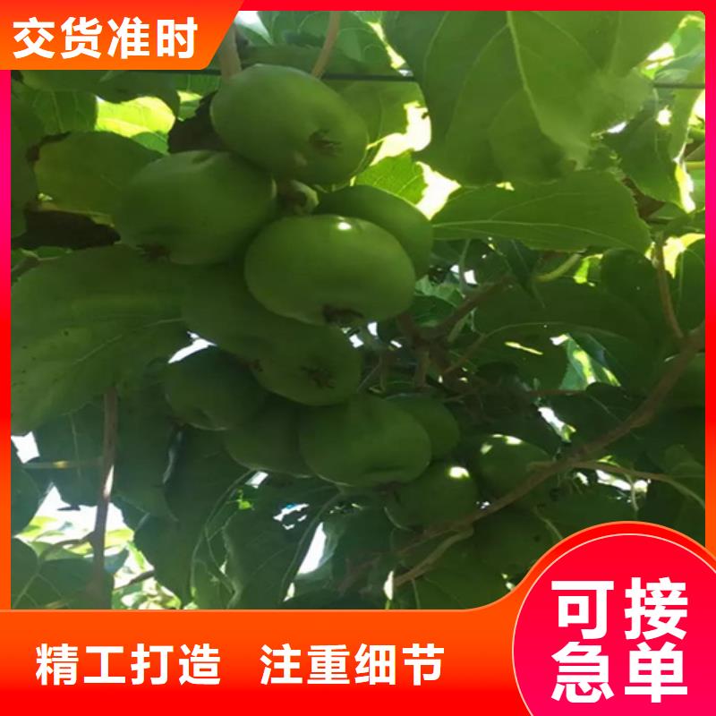 猕猴桃石榴树工期短发货快