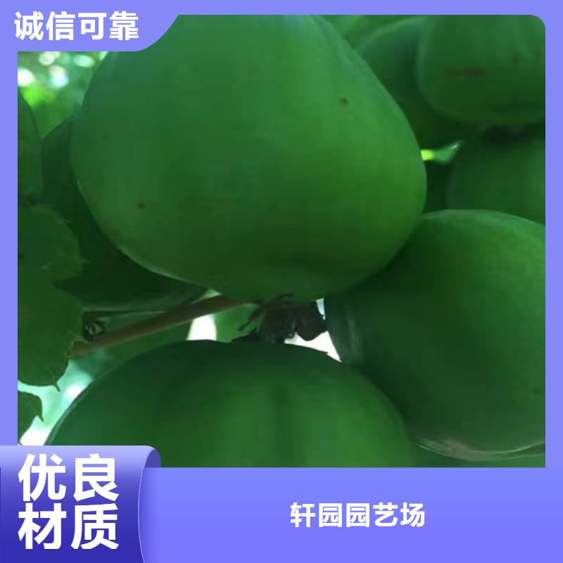 【猕猴桃】杏树苗规格齐全实力厂家