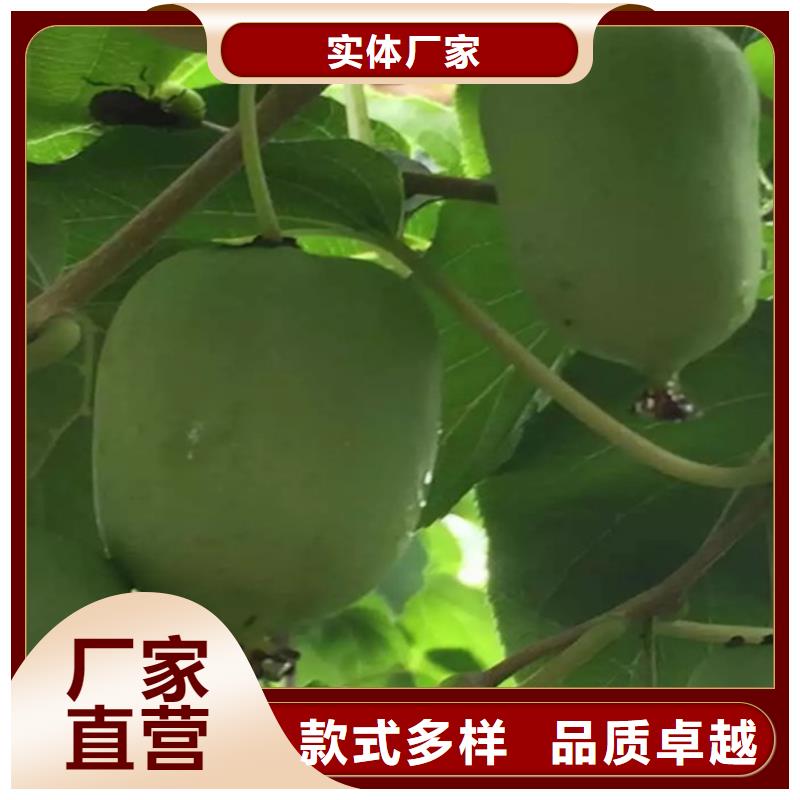 猕猴桃【猕猴桃苗】厂诚信经营