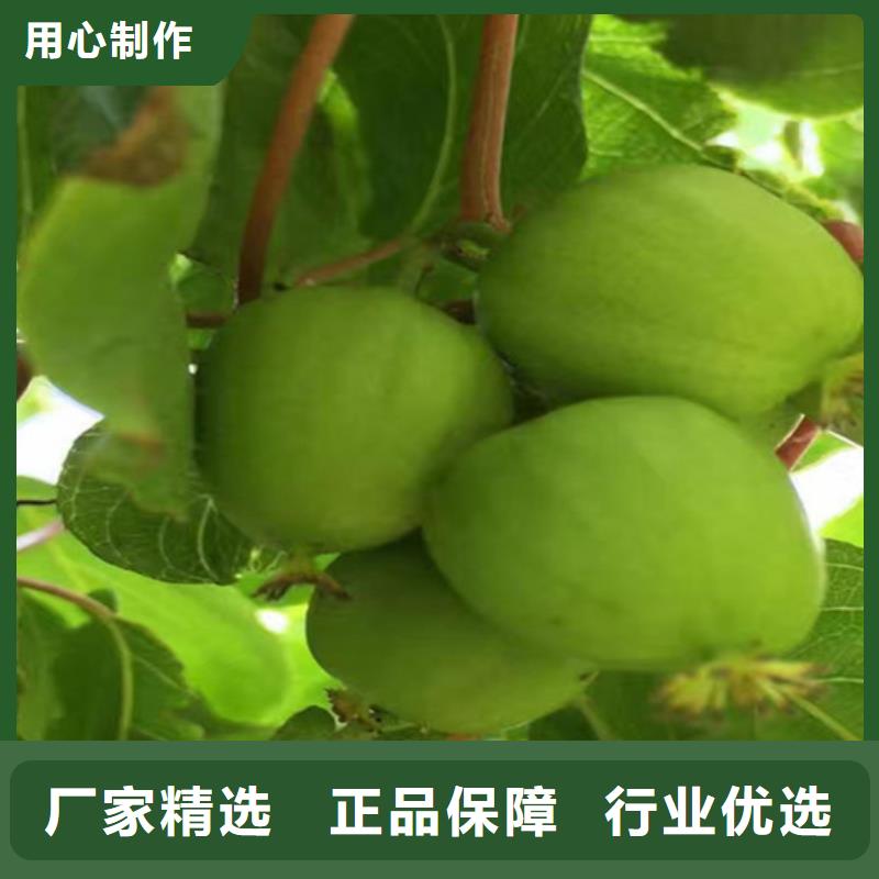 【猕猴桃葡萄苗品质过硬】