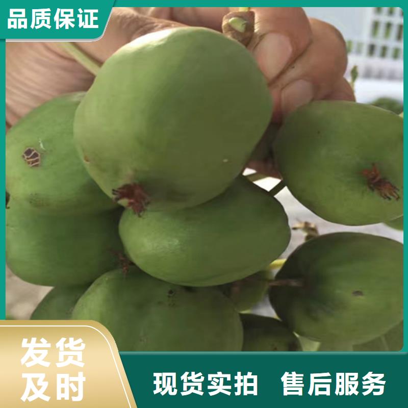 猕猴桃_【猕猴桃苗】真材实料诚信经营