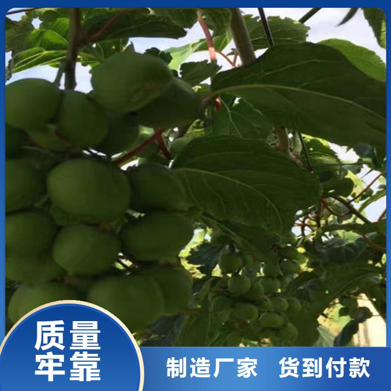 猕猴桃西瓜苗市场行情