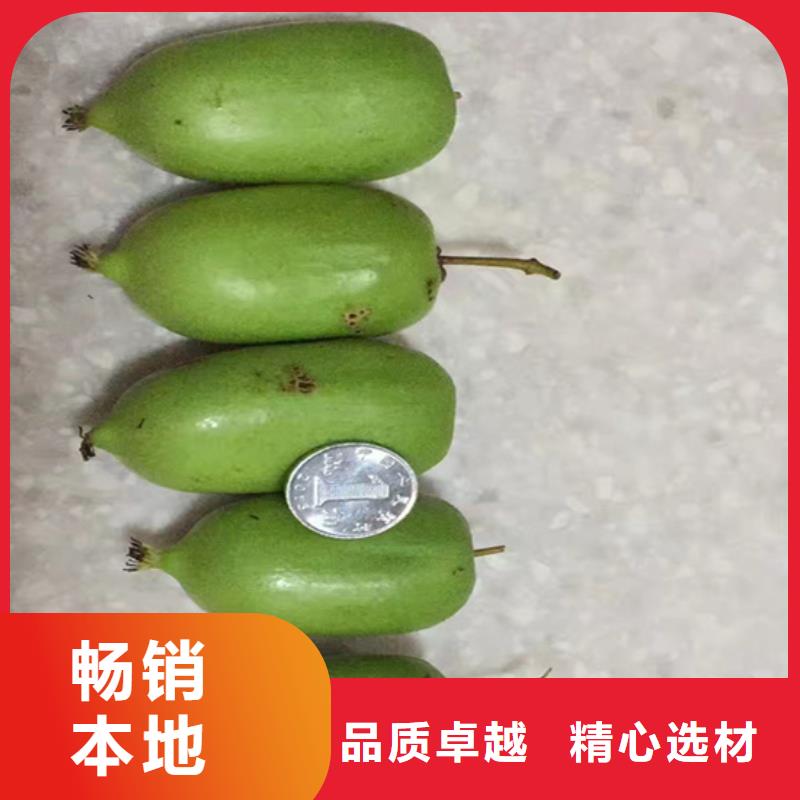 猕猴桃【西瓜苗】交货准时