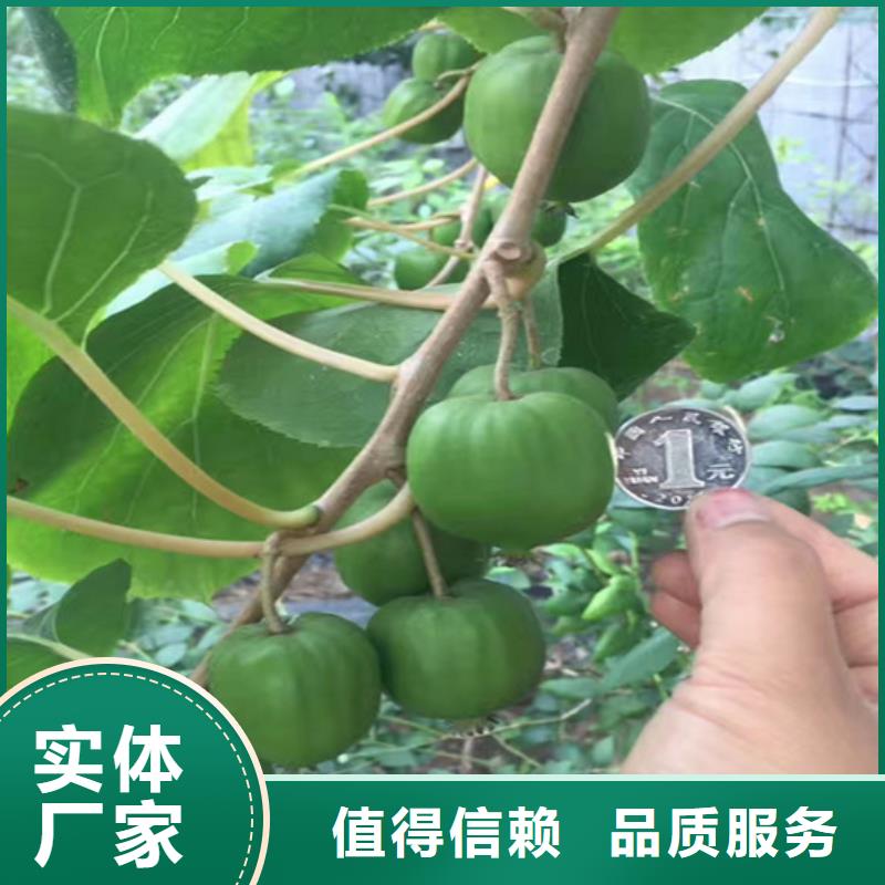 【猕猴桃樱桃苗买的是放心】