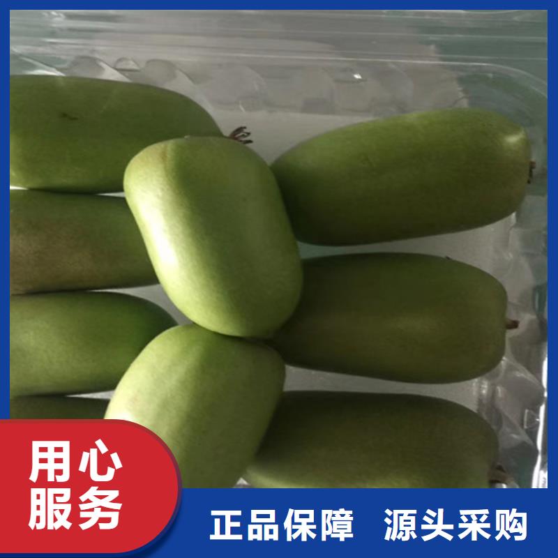 猕猴桃石榴树工期短发货快