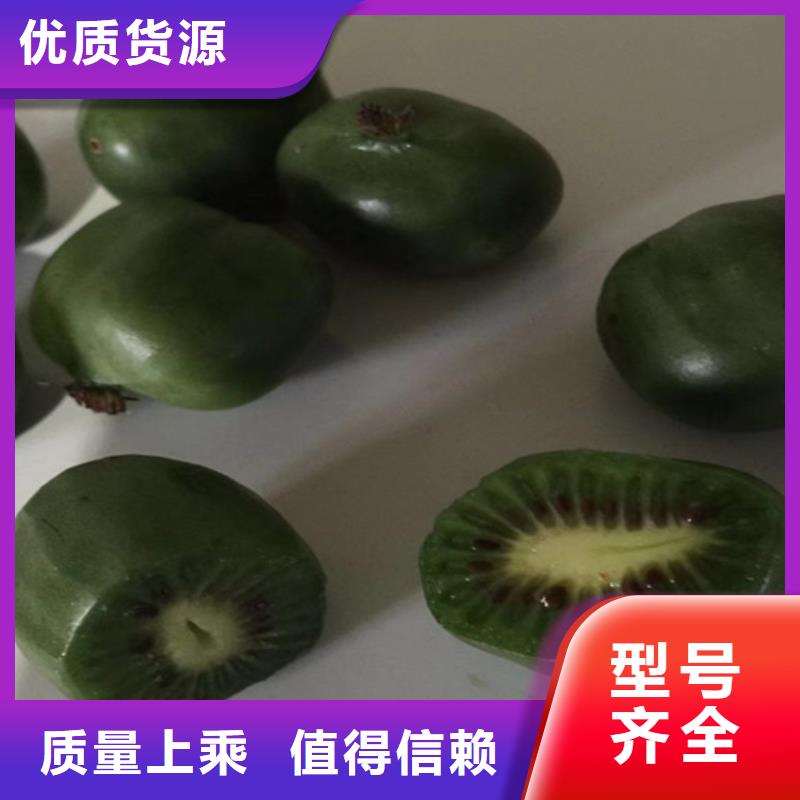 猕猴桃黄瓜苗大厂生产品质