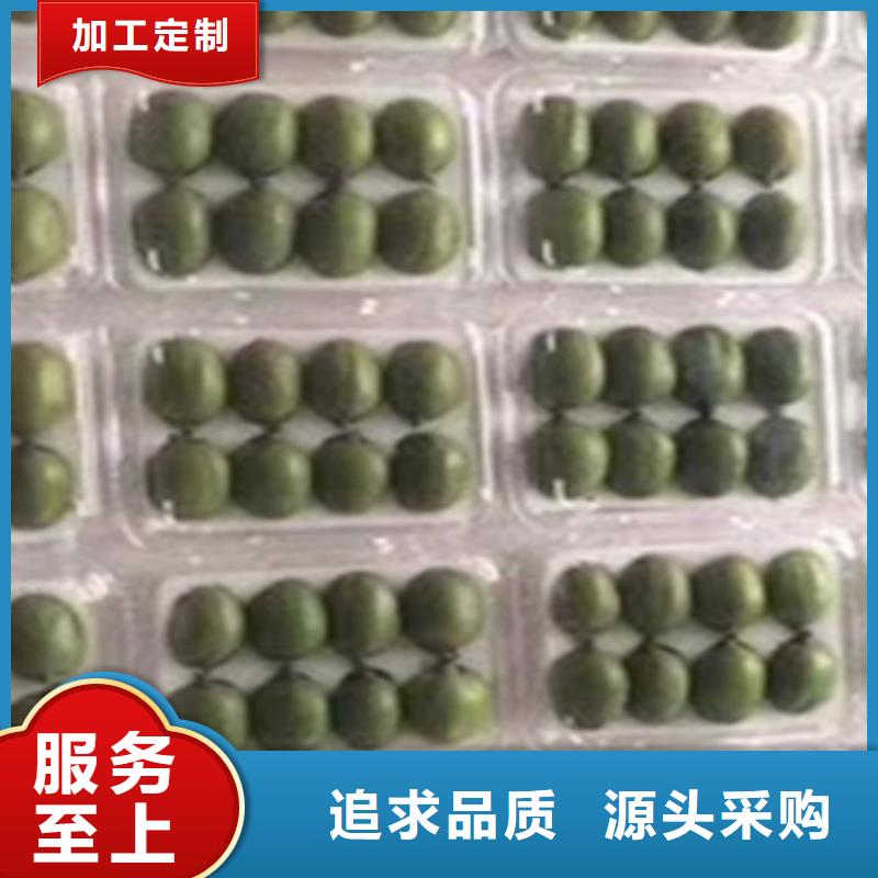 【猕猴桃】梨树苗厂家直销