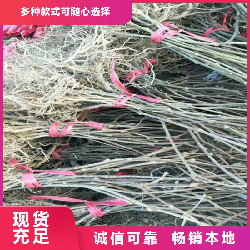【猕猴桃】苹果苗真材实料