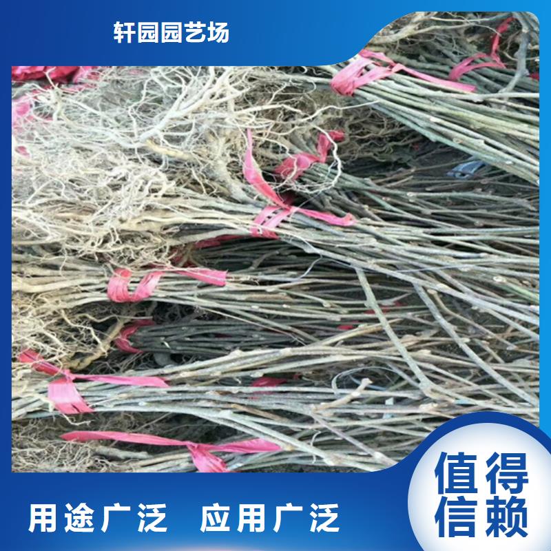 【猕猴桃】樱桃苗常年出售