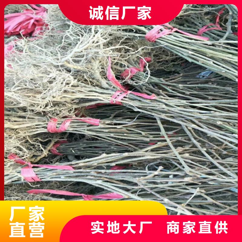 猕猴桃,桃树苗层层质检