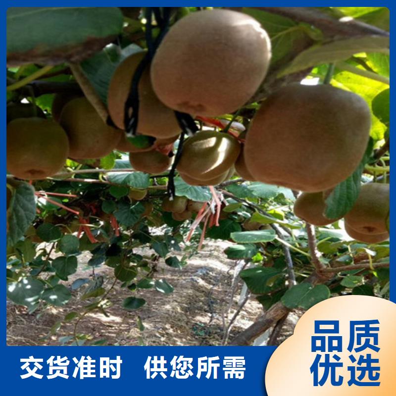 【猕猴桃】蓝莓苗有实力有经验