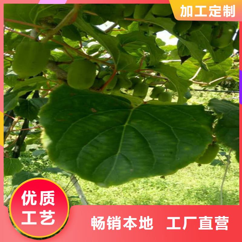 【猕猴桃】蓝莓苗有实力有经验
