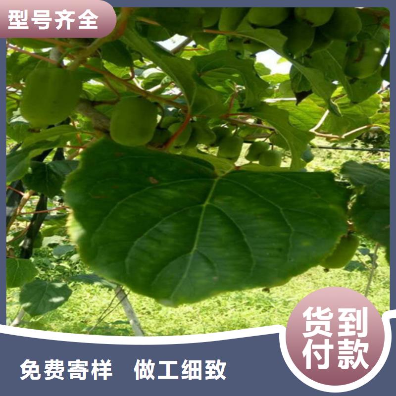 猕猴桃西瓜苗市场行情