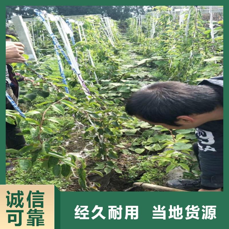猕猴桃樱桃苗免费回电