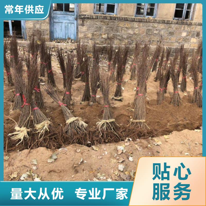 猕猴桃西瓜苗层层质检