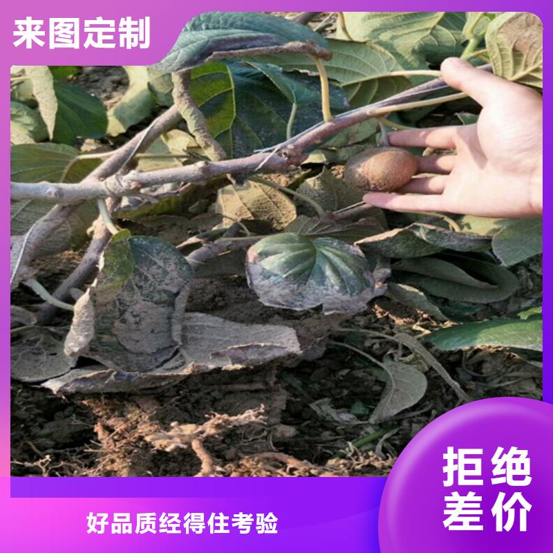 【猕猴桃】樱桃苗常年出售