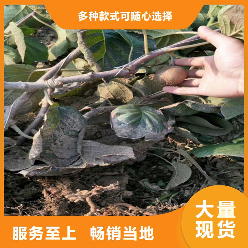 猕猴桃_杏树苗源头采购