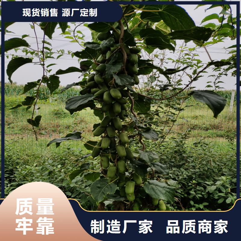 猕猴桃樱桃苗生产型