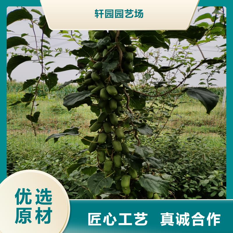 猕猴桃_石榴树精选货源
