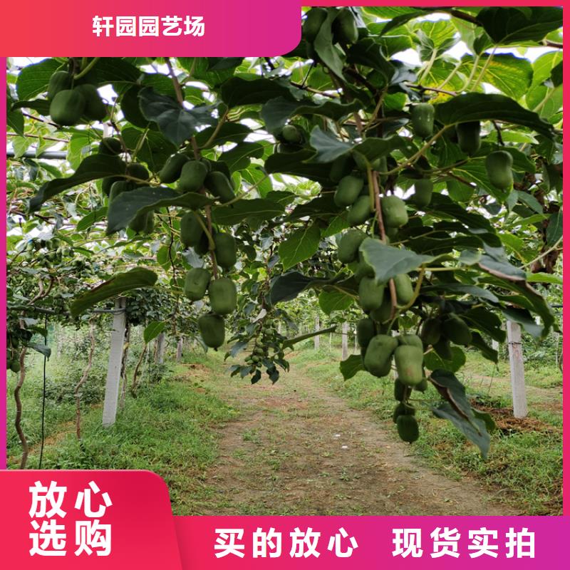 猕猴桃苹果苗质优价廉