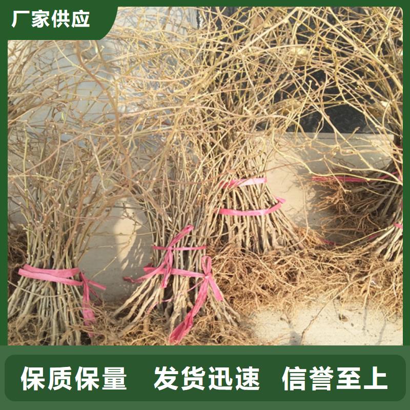 猕猴桃【苹果苗】一件也发货