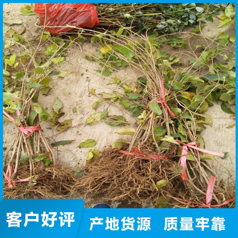猕猴桃桃树苗厂家销售