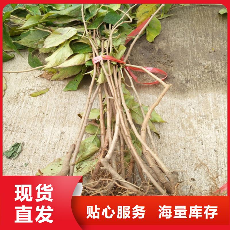 猕猴桃西瓜苗层层质检