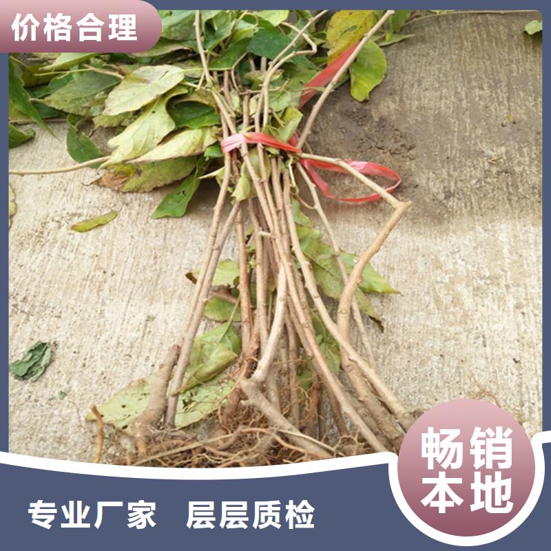 猕猴桃,石榴树资质认证
