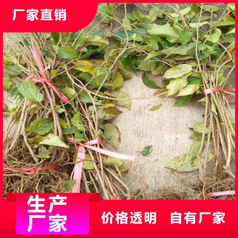 【猕猴桃】蓝莓苗有实力有经验