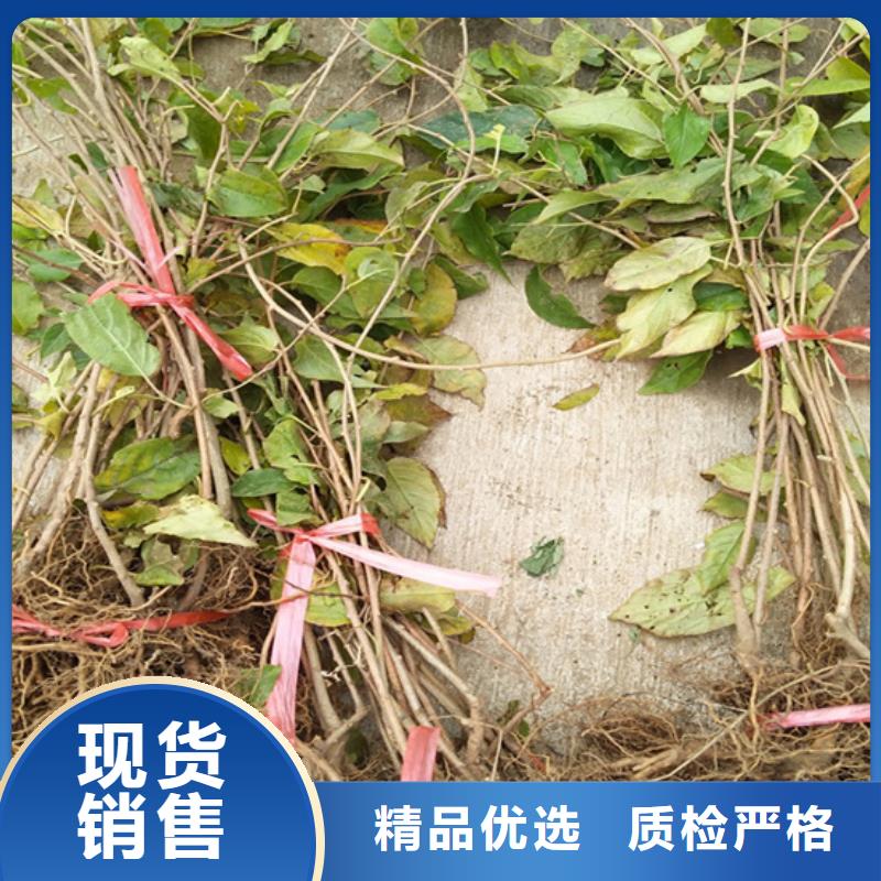 猕猴桃石榴树工期短发货快
