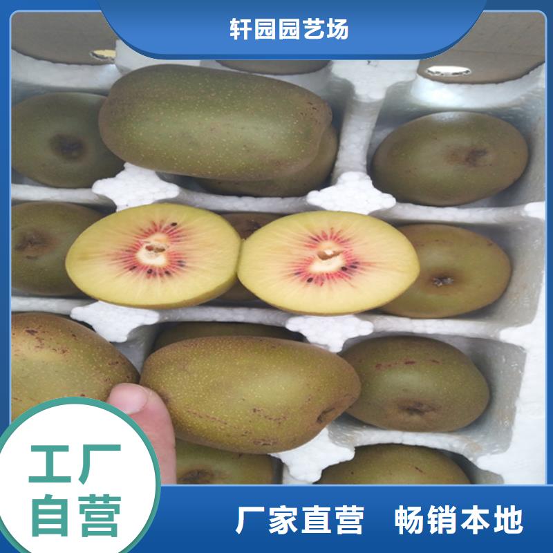 猕猴桃_杏树苗源头采购
