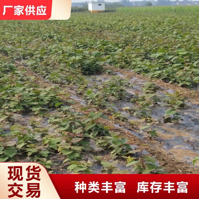 猕猴桃【苹果苗】一件也发货