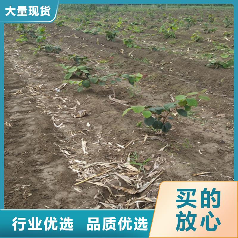 猕猴桃樱桃苗信誉至上