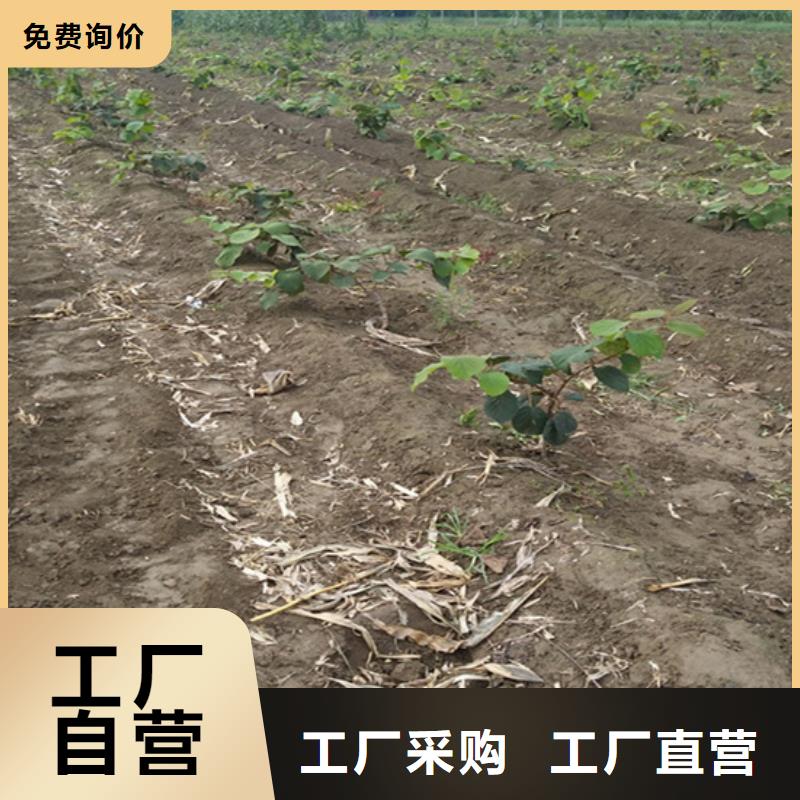 【猕猴桃】蓝莓苗有实力有经验